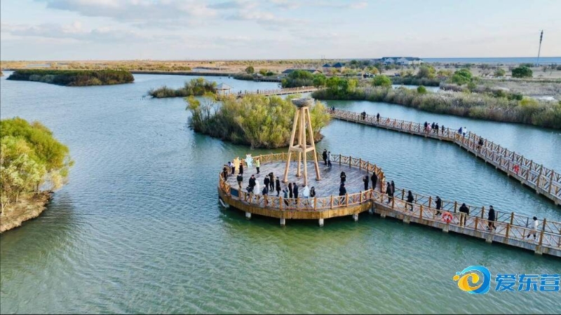 獵鷹總教練 獵鷹總教練